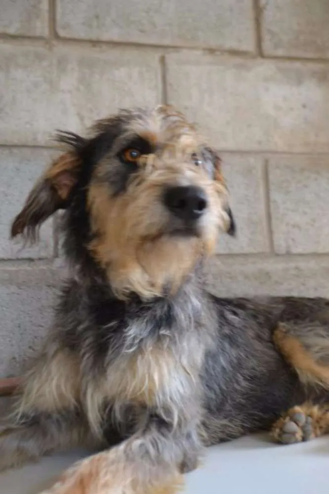 Cachorro ra a SRD idade 3 anos nome LARISSA, linda e al
