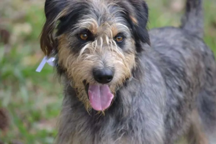 Cachorro ra a SRD idade 3 anos nome LARISSA, linda e al