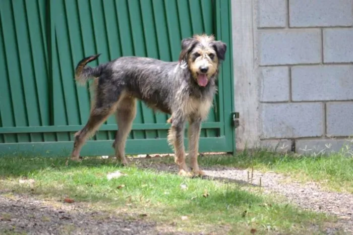 Cachorro ra a SRD idade 3 anos nome LARISSA, linda e al