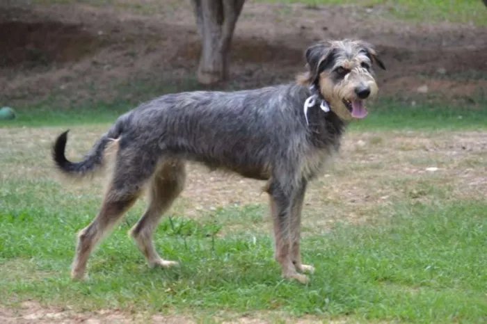 Cachorro ra a SRD idade 3 anos nome LARISSA, linda e al