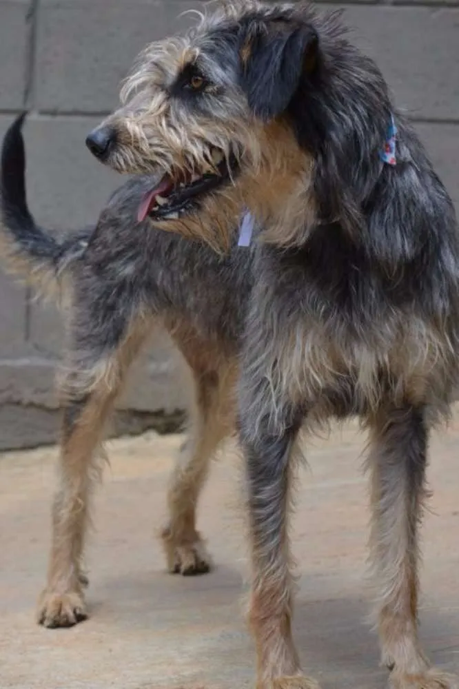 Cachorro ra a SRD idade 3 anos nome LARISSA, linda e al