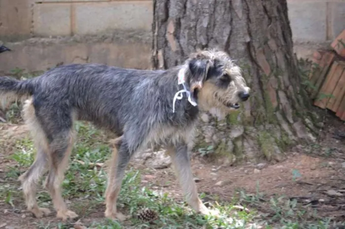 Cachorro ra a SRD idade 3 anos nome LARISSA, linda e al