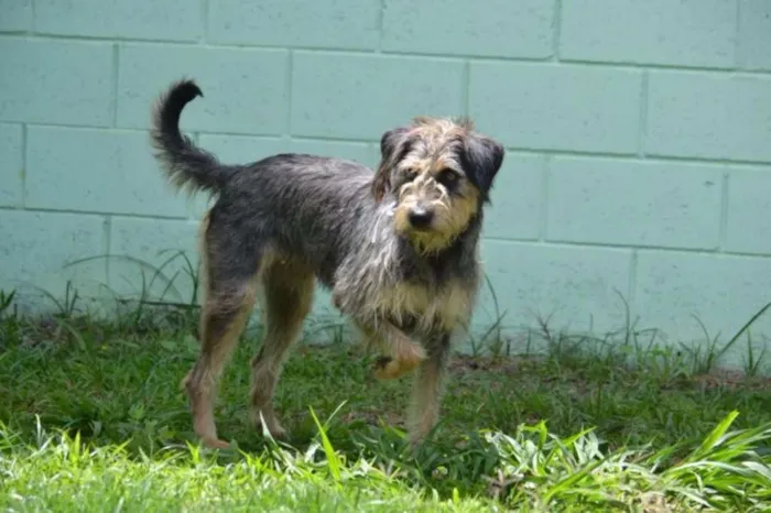 Cachorro ra a SRD idade 3 anos nome LARISSA, linda e al