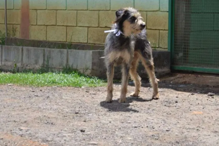 Cachorro ra a SRD idade 3 anos nome LARISSA, linda e al