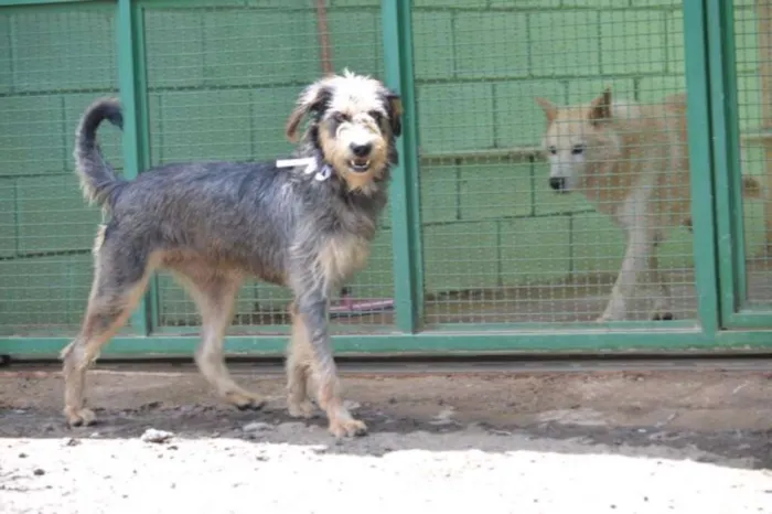 Cachorro ra a SRD idade 3 anos nome LARISSA, linda e al