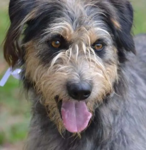 Cachorro ra a SRD idade 3 anos nome LARISSA, linda e al