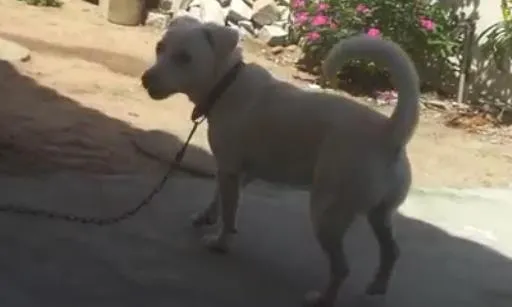 Cachorro raça viralata idade 7 a 11 meses nome maylous