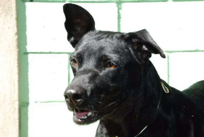 Cachorro ra a SRD idade 6 ou mais anos nome BONGO, fofo e meigo