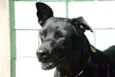 BONGO, fofo e meigo