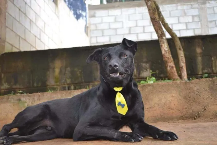 Cachorro ra a SRD idade 6 ou mais anos nome BONGO, fofo e meigo