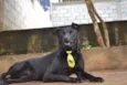 BONGO, fofo e meigo