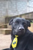 BONGO, fofo e meigo