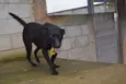 BONGO, fofo e meigo