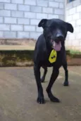 BONGO, fofo e meigo