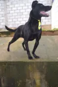 BONGO, fofo e meigo