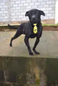 BONGO, fofo e meigo