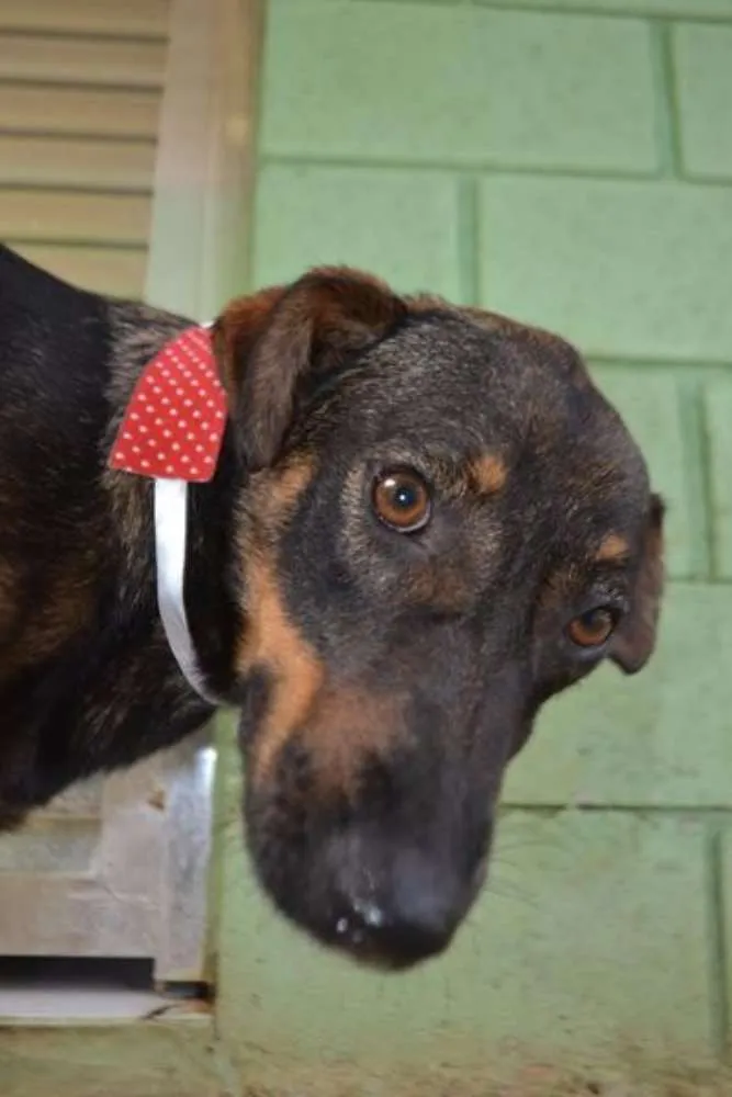 Cachorro ra a SRD idade 1 ano nome CELINE, linda e ale