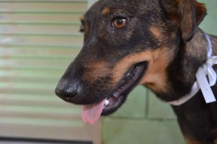 Cachorro ra a SRD idade 1 ano nome CELINE, linda e ale