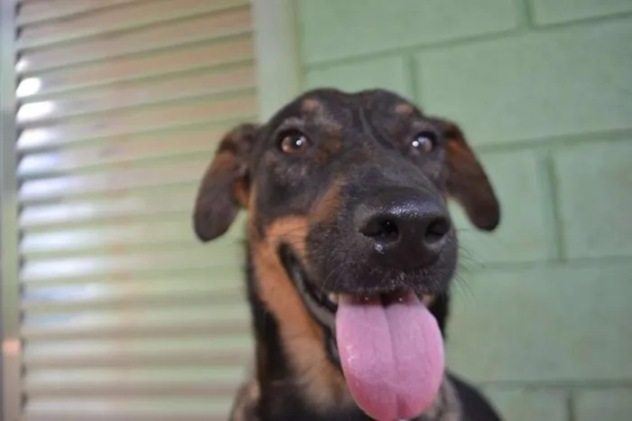 Cachorro ra a SRD idade 1 ano nome CELINE, linda e ale