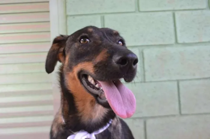 Cachorro ra a SRD idade 1 ano nome CELINE, linda e ale