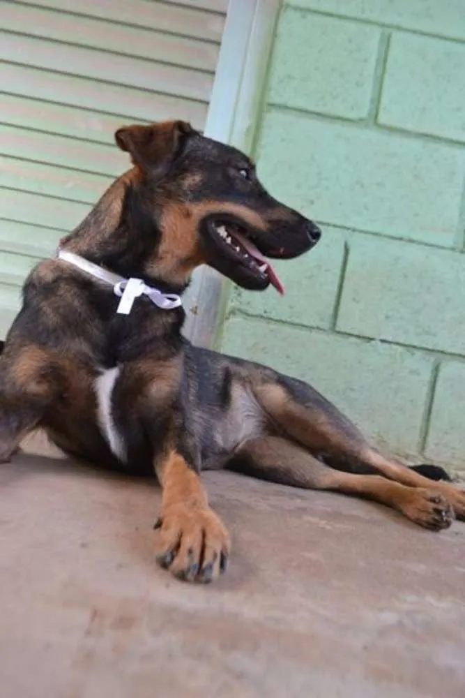Cachorro ra a SRD idade 1 ano nome CELINE, linda e ale