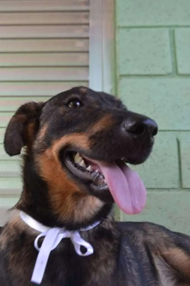 Cachorro ra a SRD idade 1 ano nome CELINE, linda e ale