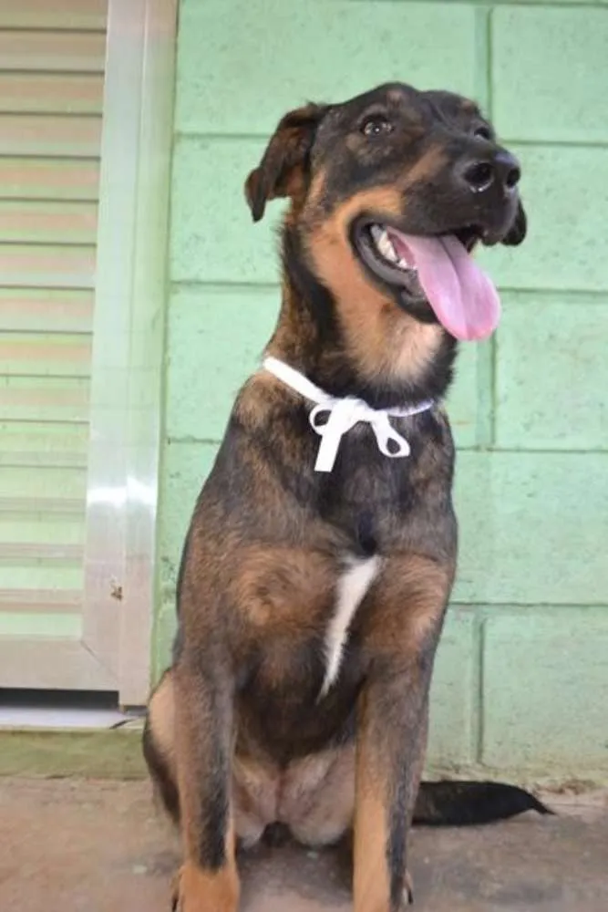 Cachorro ra a SRD idade 1 ano nome CELINE, linda e ale