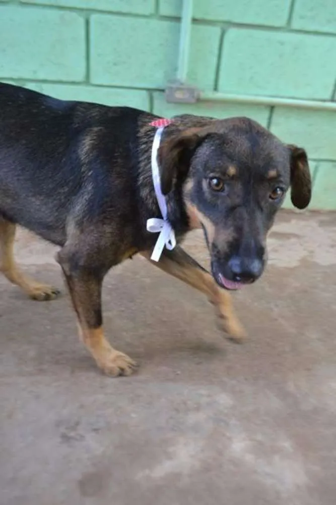 Cachorro ra a SRD idade 1 ano nome CELINE, linda e ale