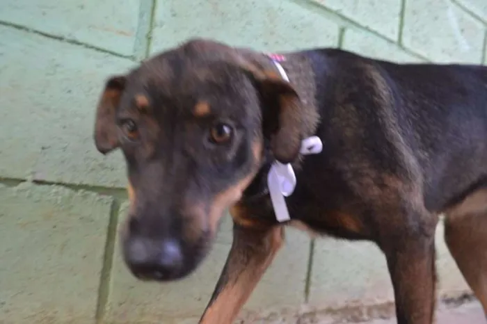 Cachorro ra a SRD idade 1 ano nome CELINE, linda e ale