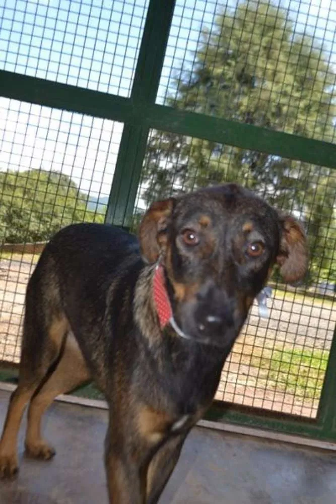 Cachorro ra a SRD idade 1 ano nome CELINE, linda e ale