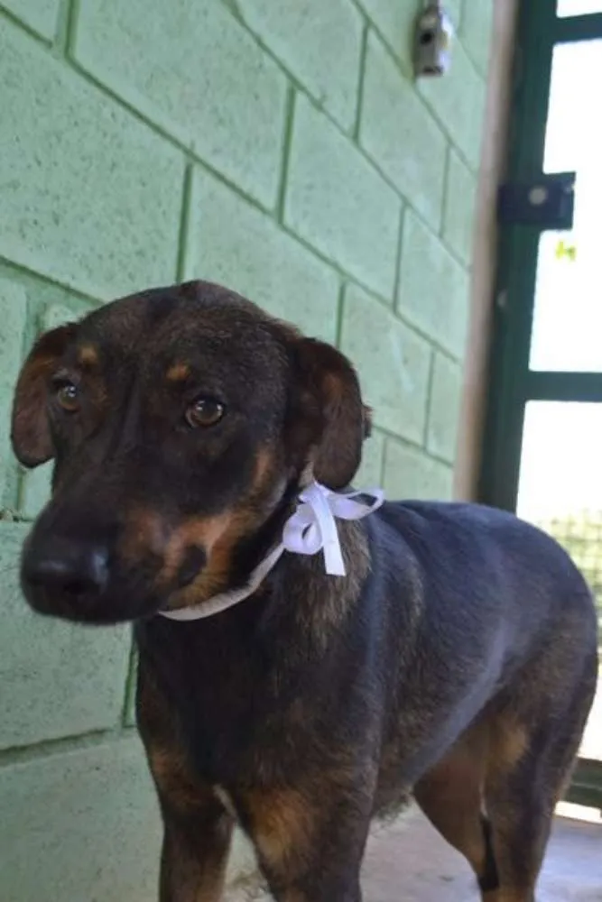 Cachorro ra a SRD idade 1 ano nome CELINE, linda e ale