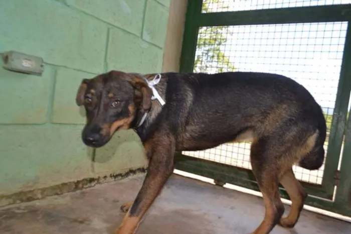 Cachorro ra a SRD idade 1 ano nome CELINE, linda e ale
