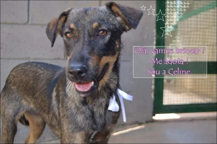Cachorro ra a SRD idade 1 ano nome CELINE, linda e ale