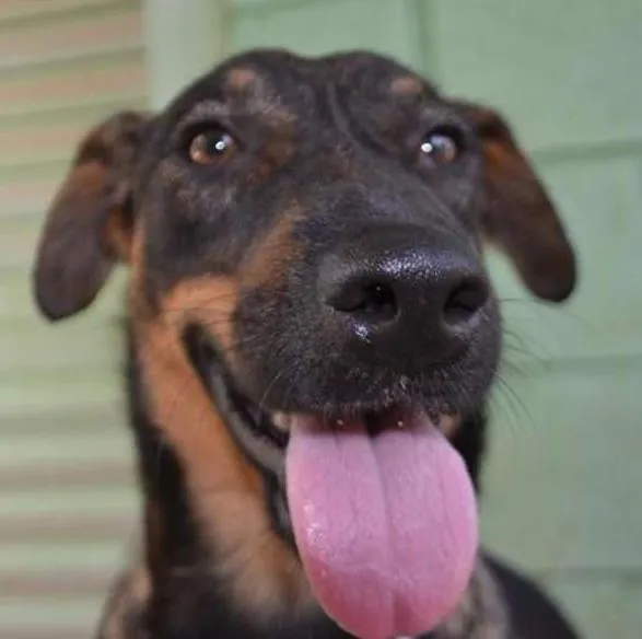 Cachorro ra a SRD idade 1 ano nome CELINE, linda e ale