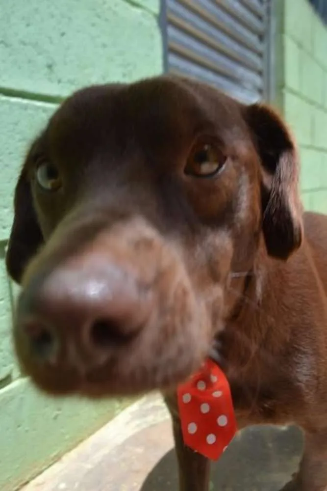 Cachorro ra a SRD idade 2 anos nome CHOCOLATE, uma grac