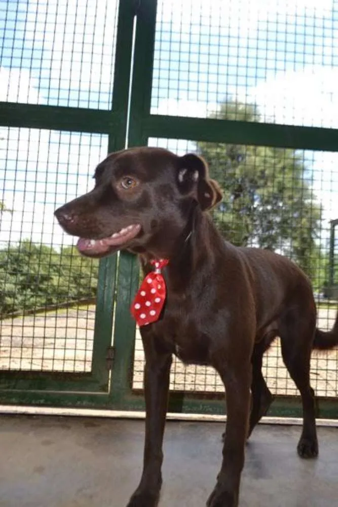 Cachorro ra a SRD idade 2 anos nome CHOCOLATE, uma grac