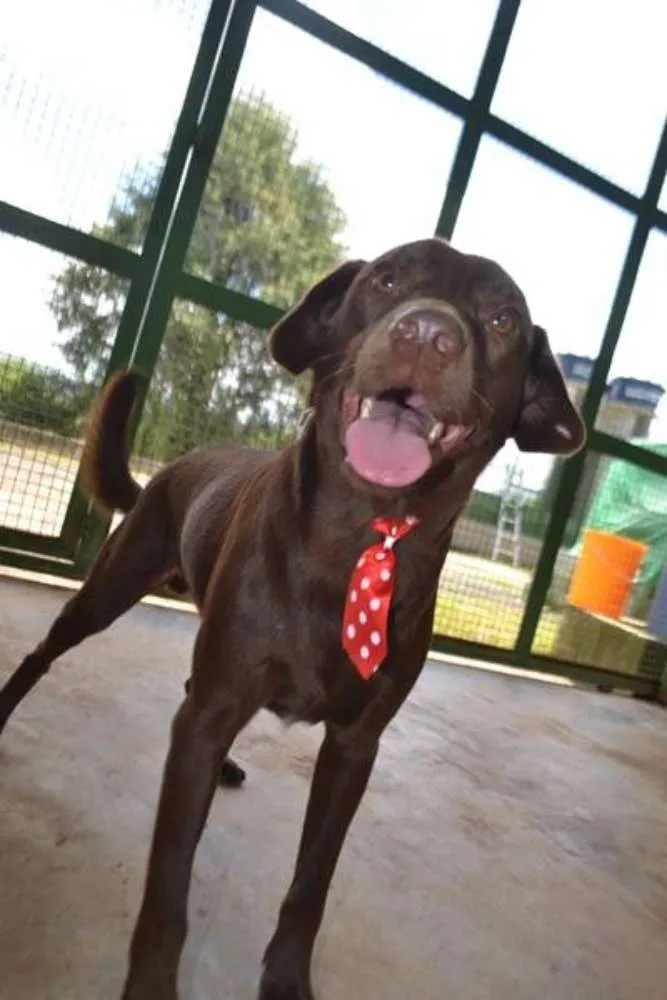 Cachorro ra a SRD idade 2 anos nome CHOCOLATE, uma grac