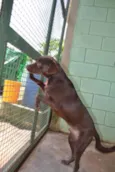 CHOCOLATE, uma grac