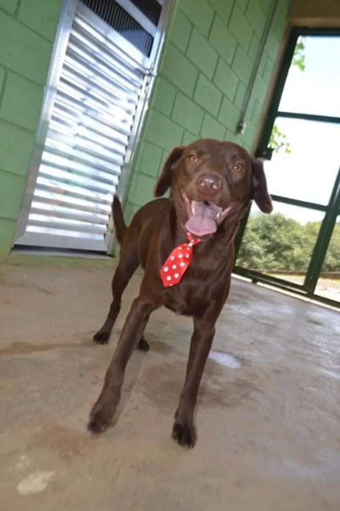 Cachorro ra a SRD idade 2 anos nome CHOCOLATE, uma grac