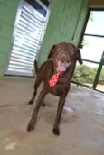 CHOCOLATE, uma grac