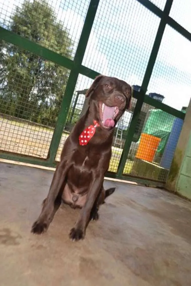 Cachorro ra a SRD idade 2 anos nome CHOCOLATE, uma grac