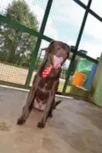 CHOCOLATE, uma grac
