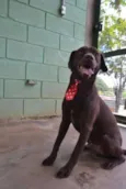 CHOCOLATE, uma grac