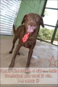 CHOCOLATE, uma grac