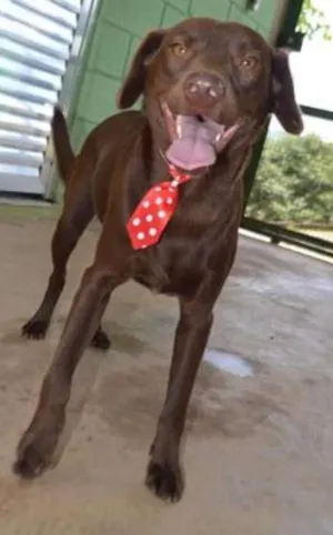 Cachorro raça SRD idade 2 anos nome CHOCOLATE, uma grac
