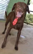 CHOCOLATE, uma grac