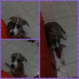 Mel 
