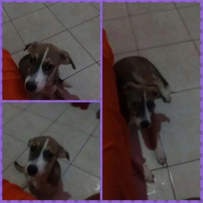 Cachorro raça Misturada  idade 2 a 6 meses nome Mel 