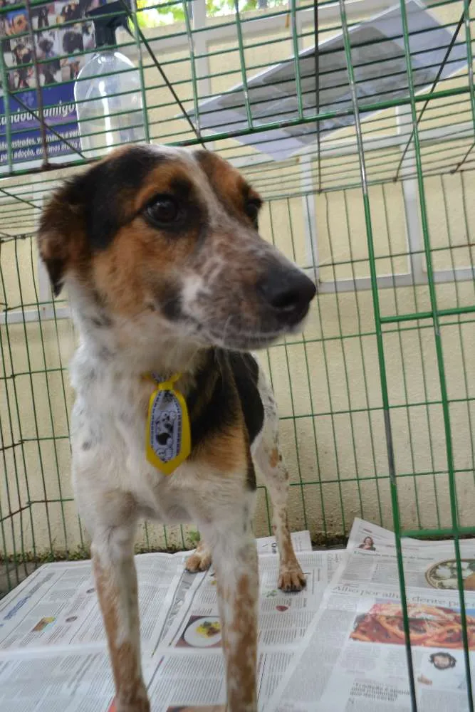 Cachorro ra a SRD idade 3 anos nome ALEX, pequeno prínc