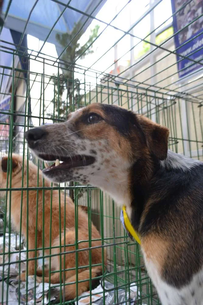 Cachorro ra a SRD idade 3 anos nome ALEX, pequeno prínc